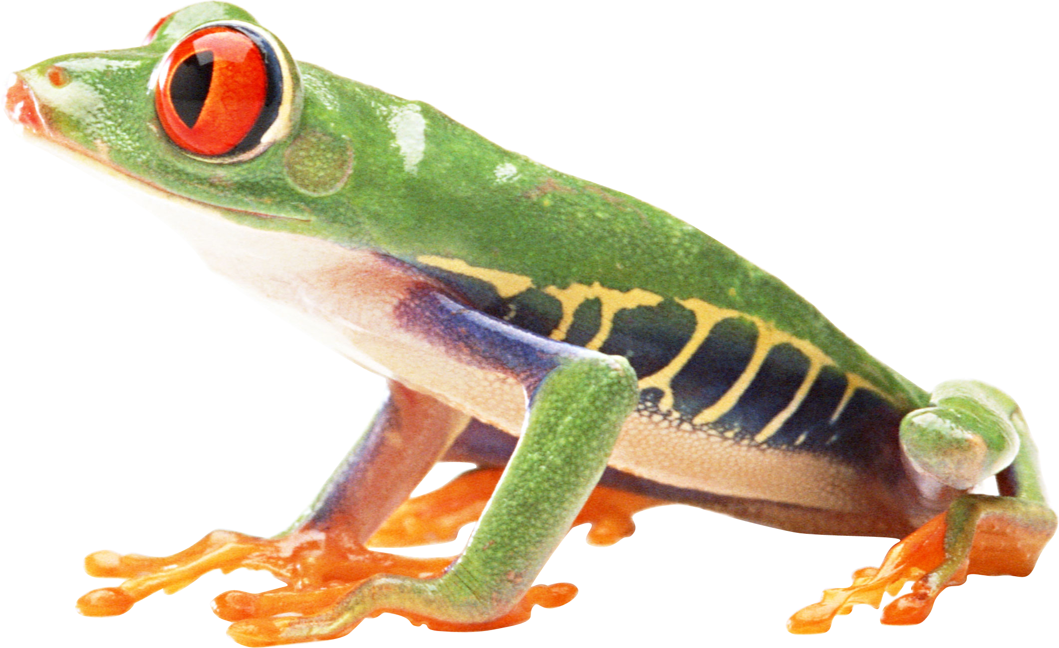 Frog PNG Download Image | PNG Arts