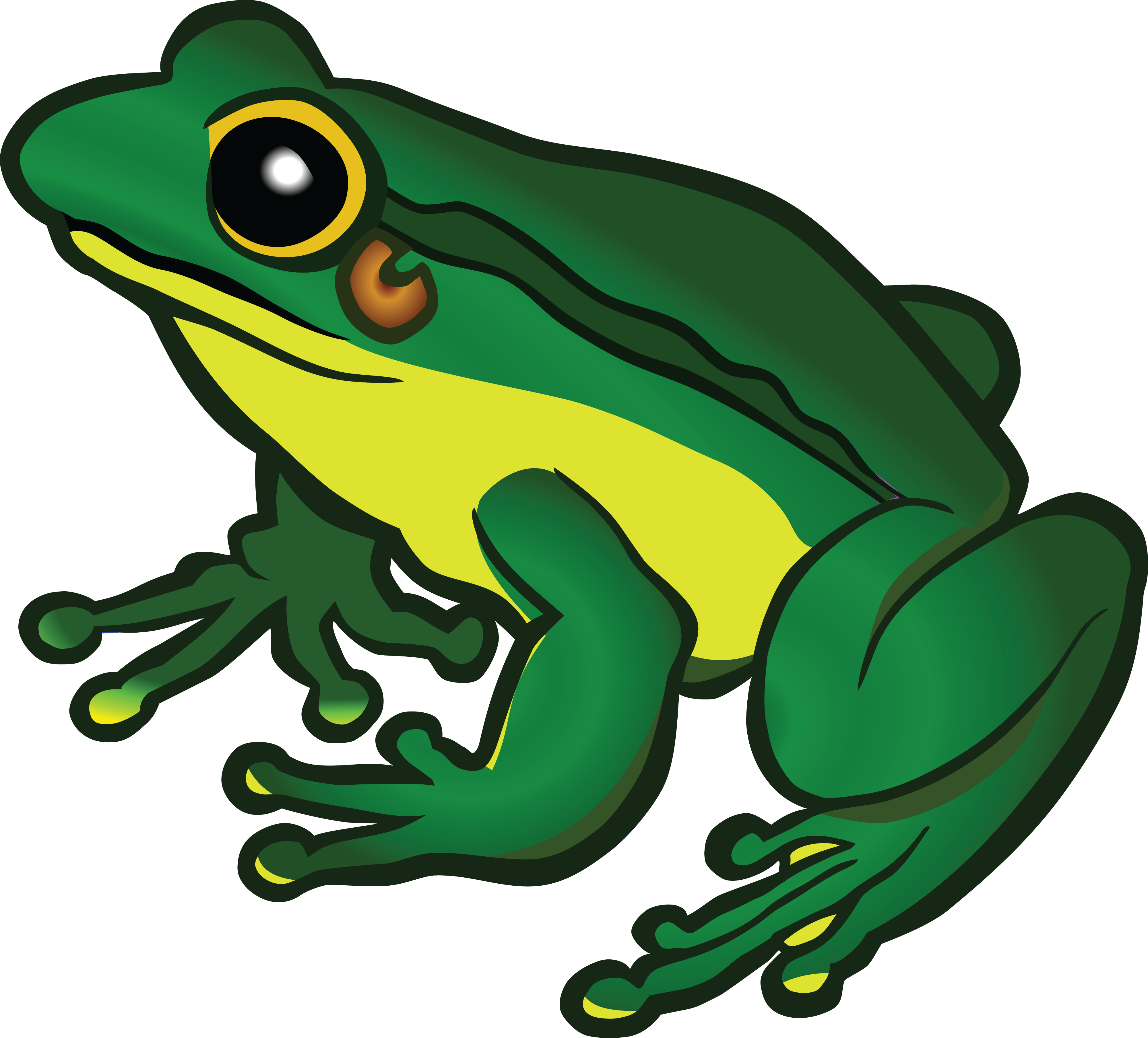 Frog PNG Image Background