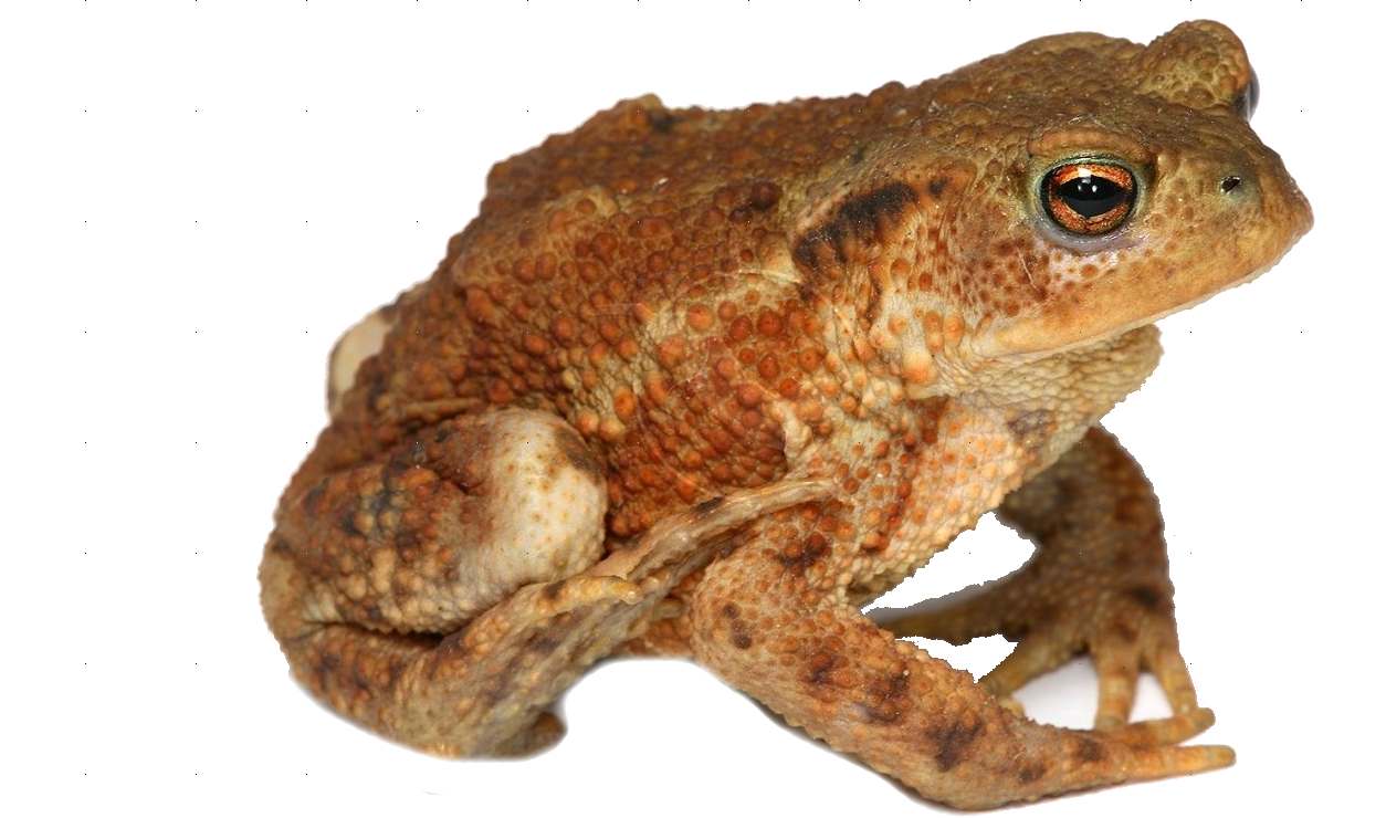 Frog PNG Image Transparent