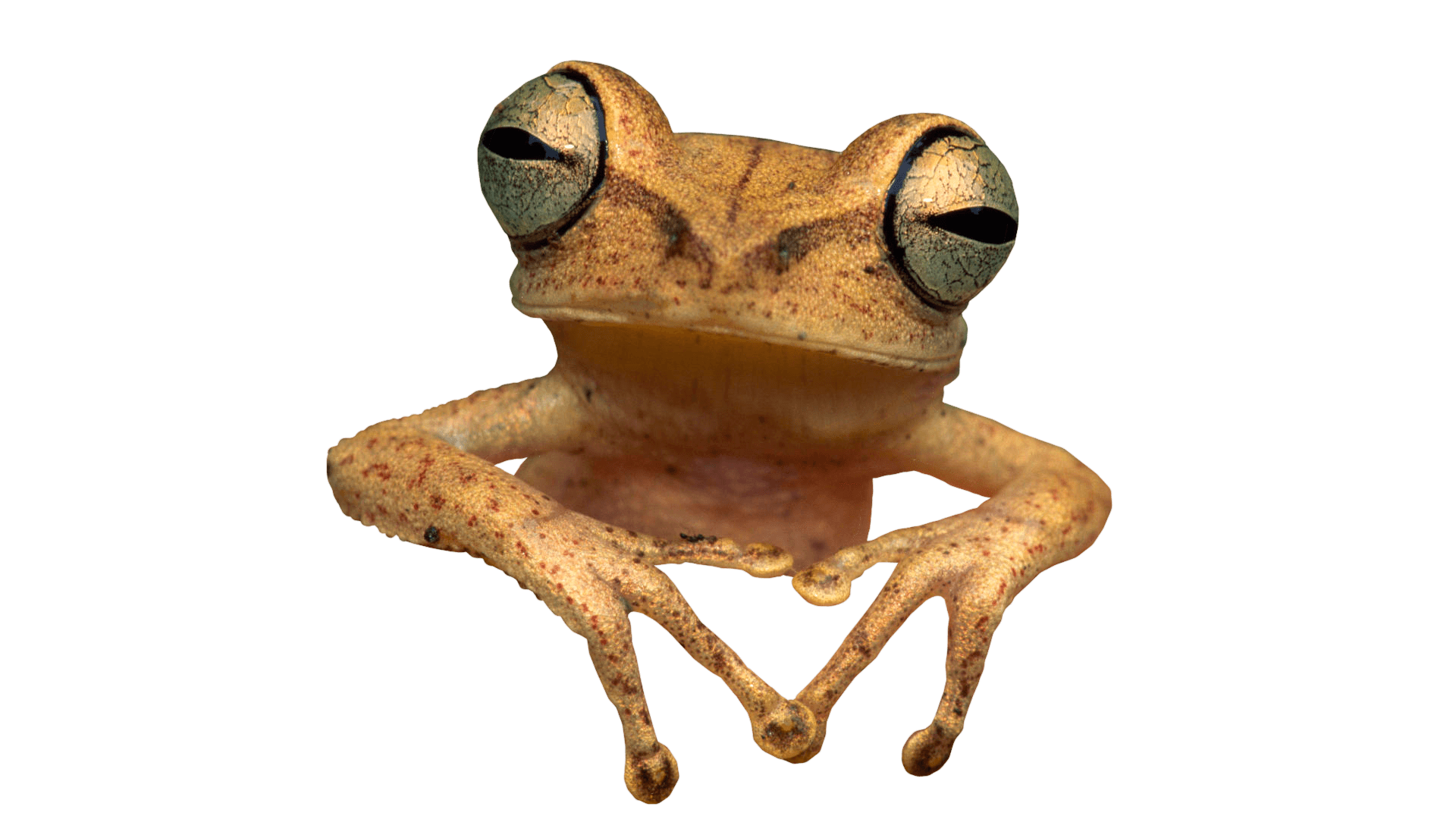 개구리 투명 Image