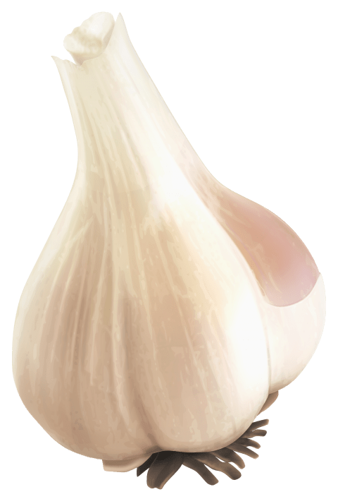 Garlic PNG Download Image