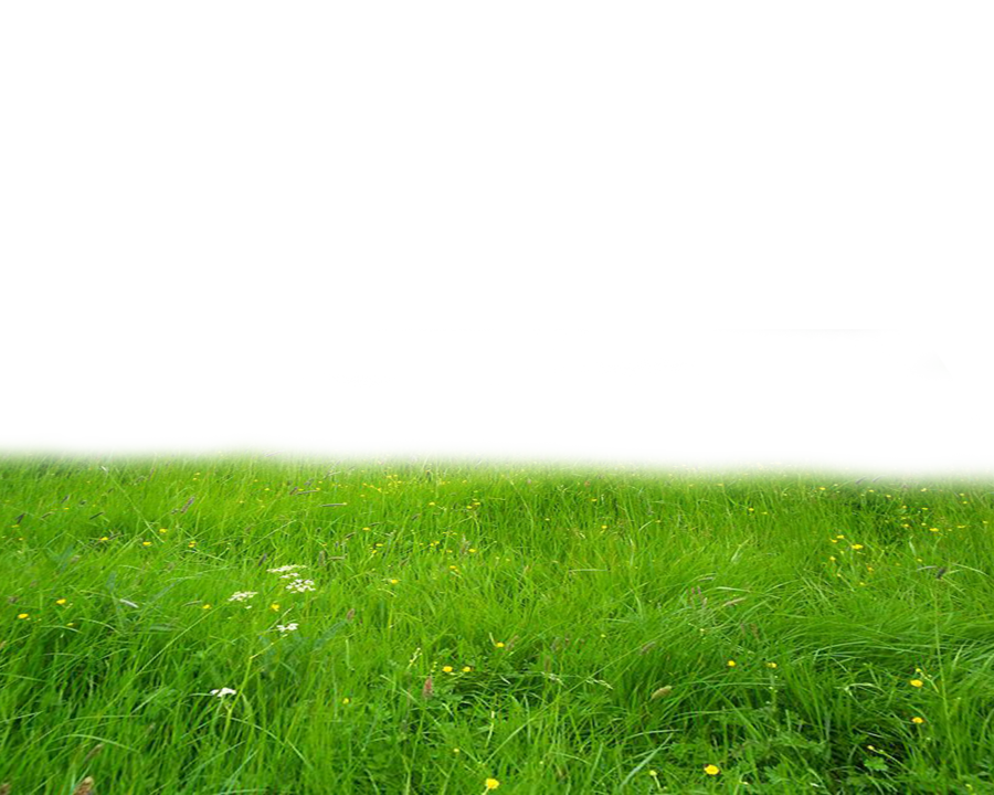Green Grass PNG Download Image