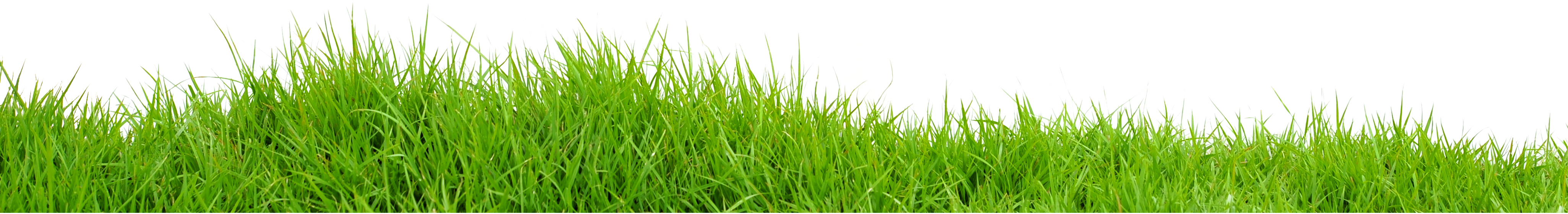 Grünes Gras-PNG-Bild