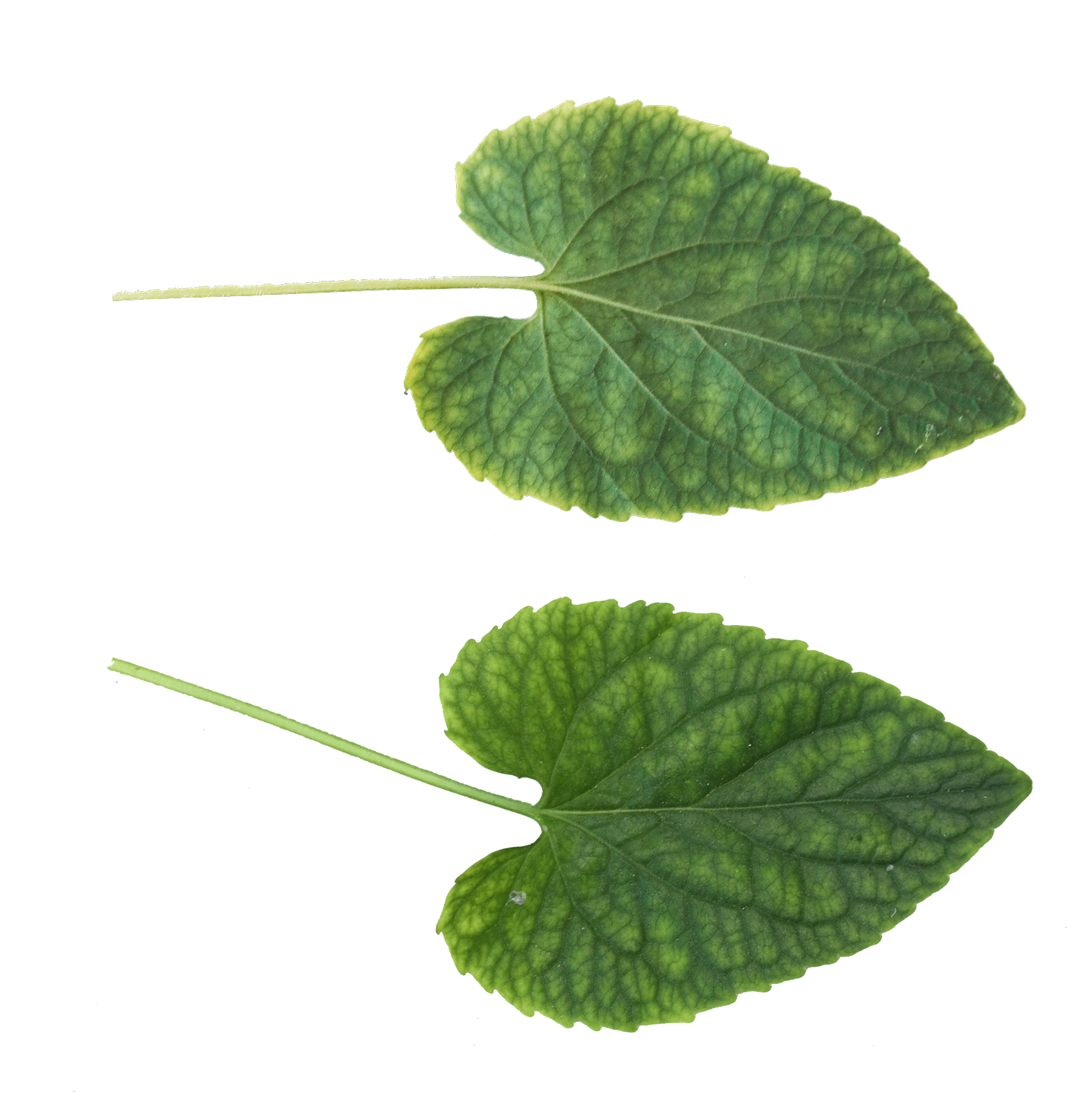 Green Leaves Download Transparent PNG Image