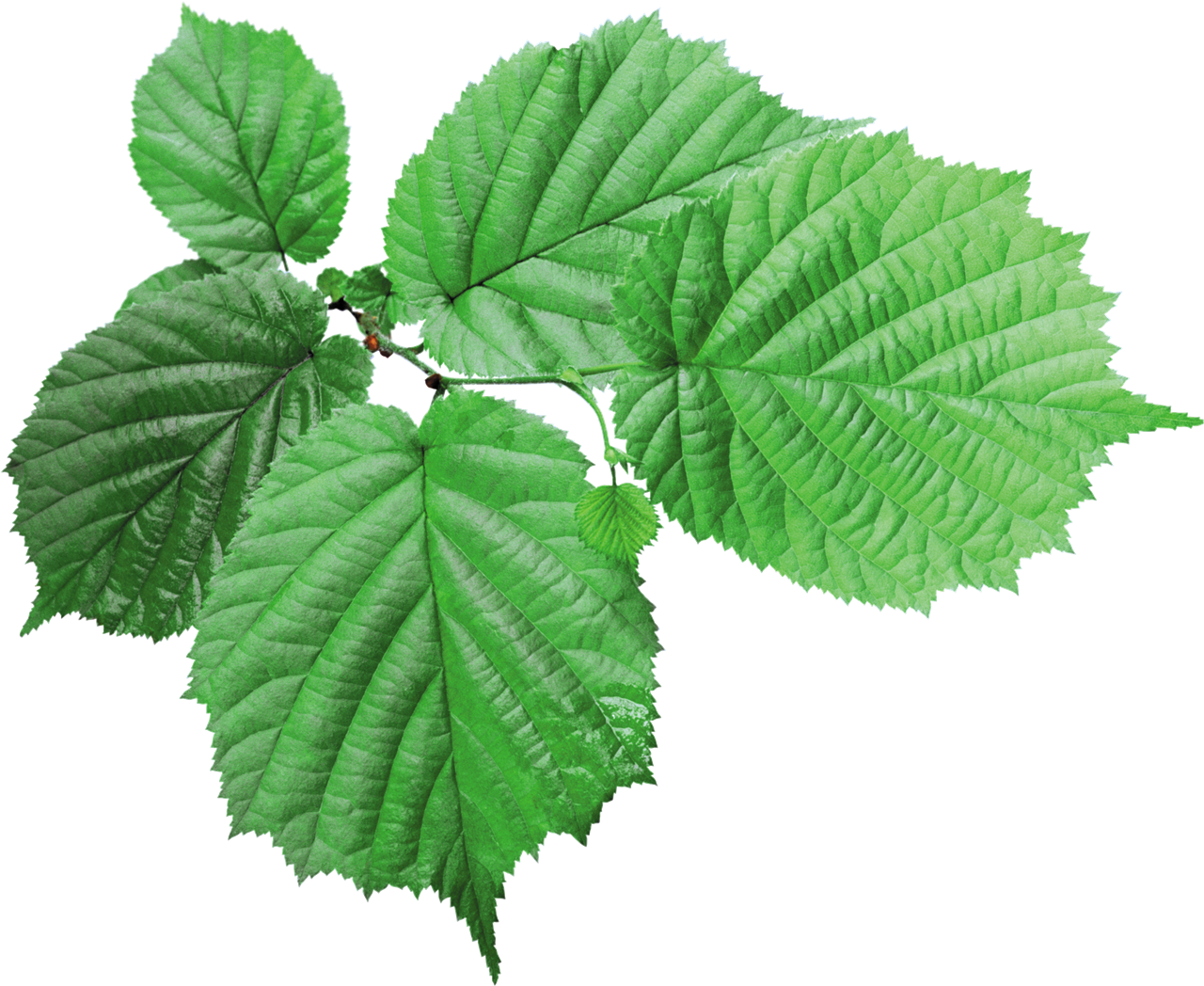 Green Leaves PNG High-Quality Image