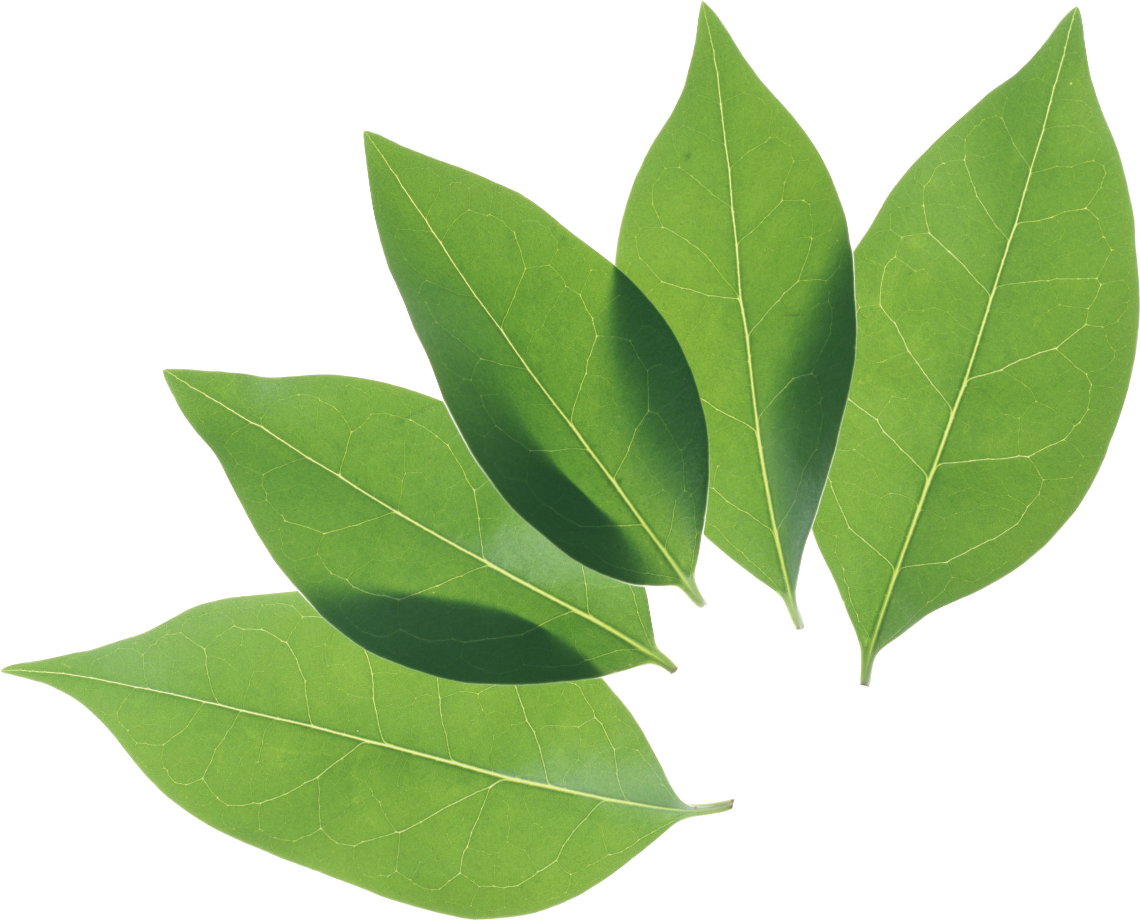 Imagen de hojas verde PNG