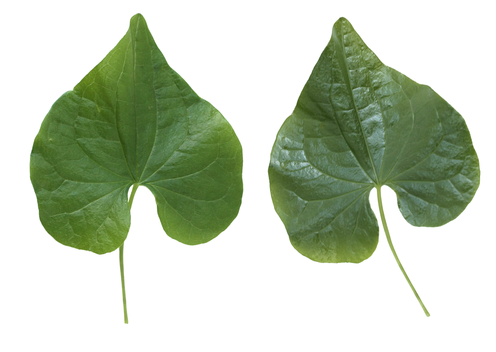 Green Leaves Transparent Images
