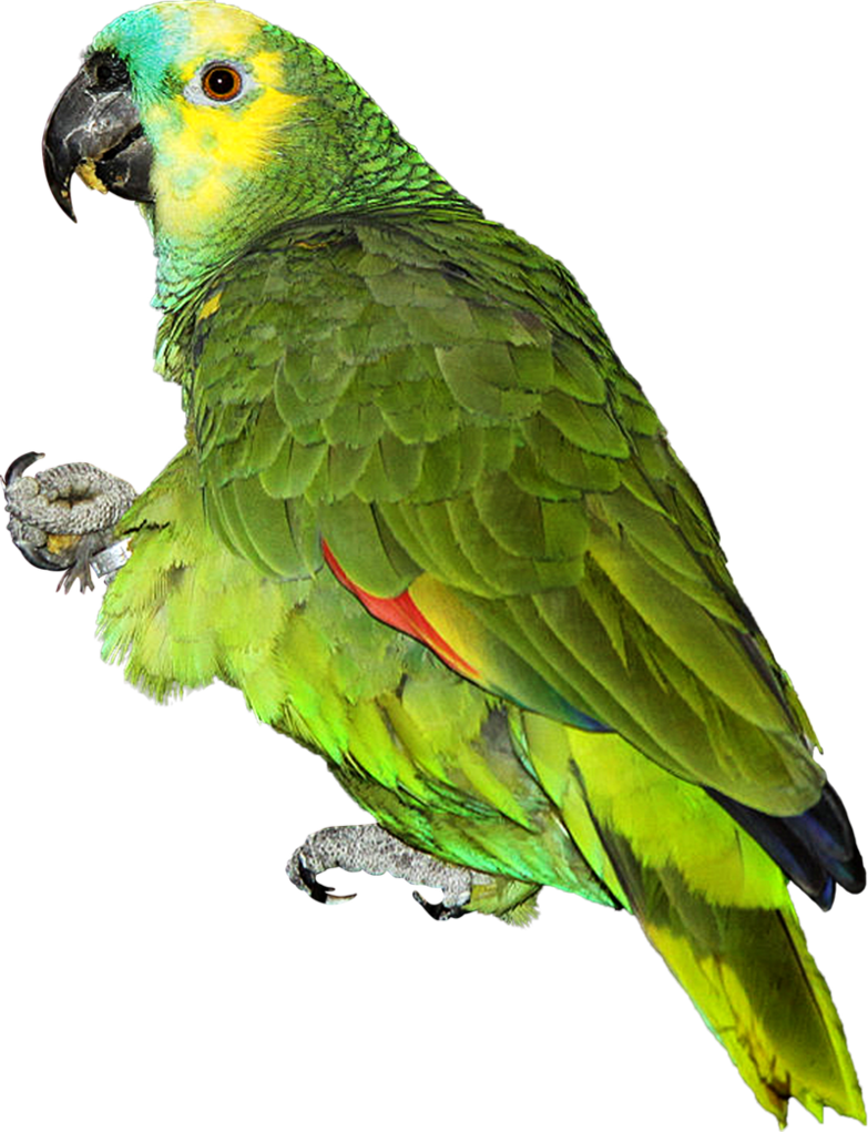 Groene papegaai Gratis PNG-Afbeelding