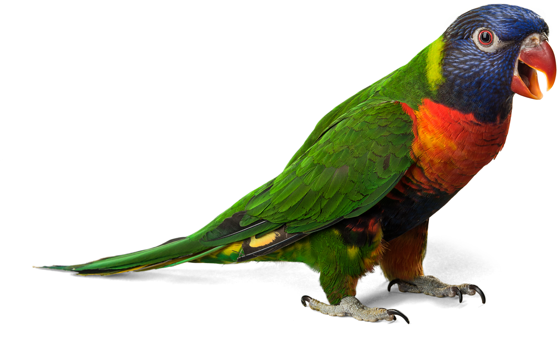 Green Parrot PNG Download Image