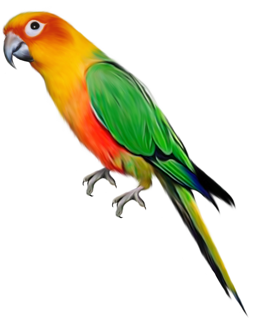 Green Parrot PNG Free Download