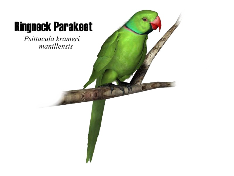Зеленый попугай PNG высококачественный образ