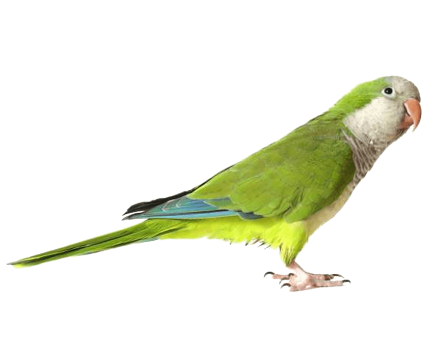 Green Parrot PNG Image
