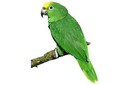 녹색 앵무새 PNG 사진