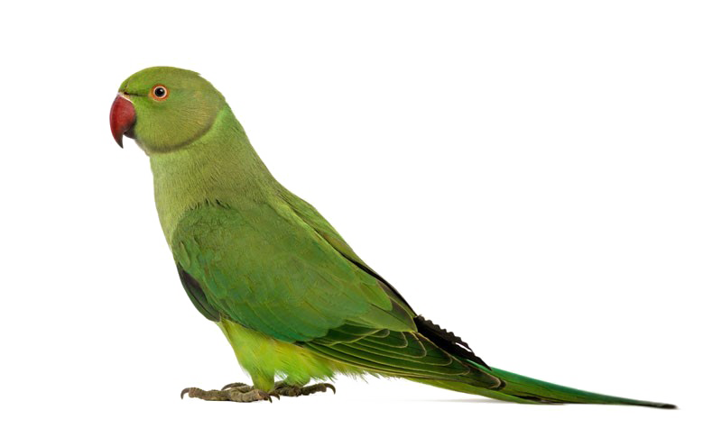 Green Parrot PNG прозрачное изображение