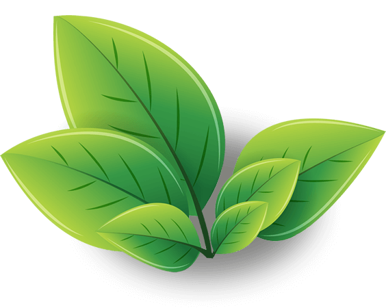 Green Tea PNG Image with Transparent Background