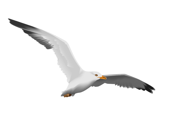 Чайка бесплатно PNG Image