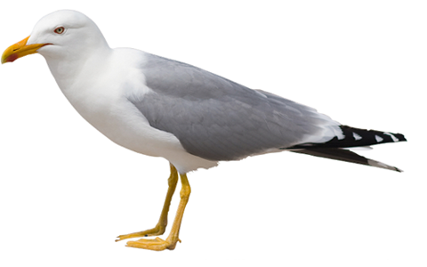 Gull PNG Скачать изображение
