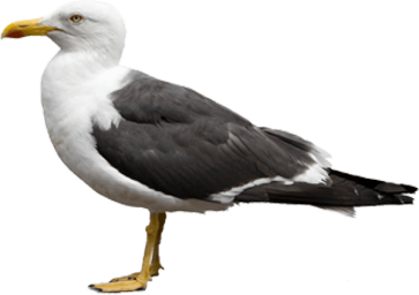 Gull PNG Free Download
