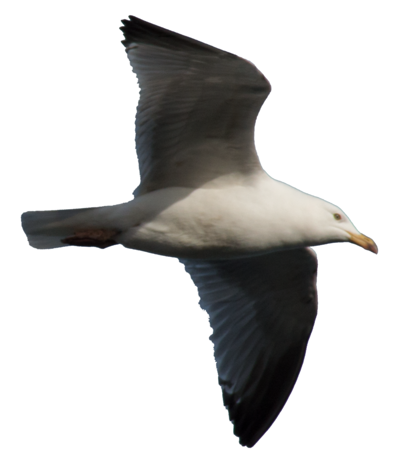 Gull PNG صورة عالية الجودة