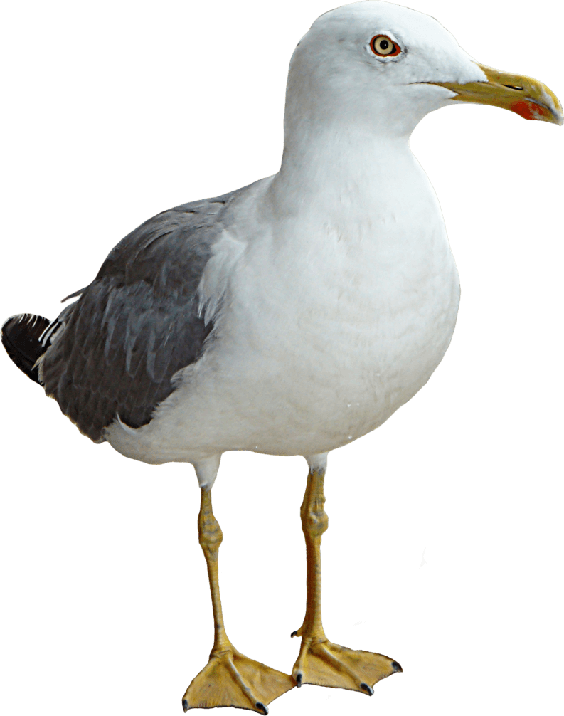 Fundo da imagem de gaivota PNG