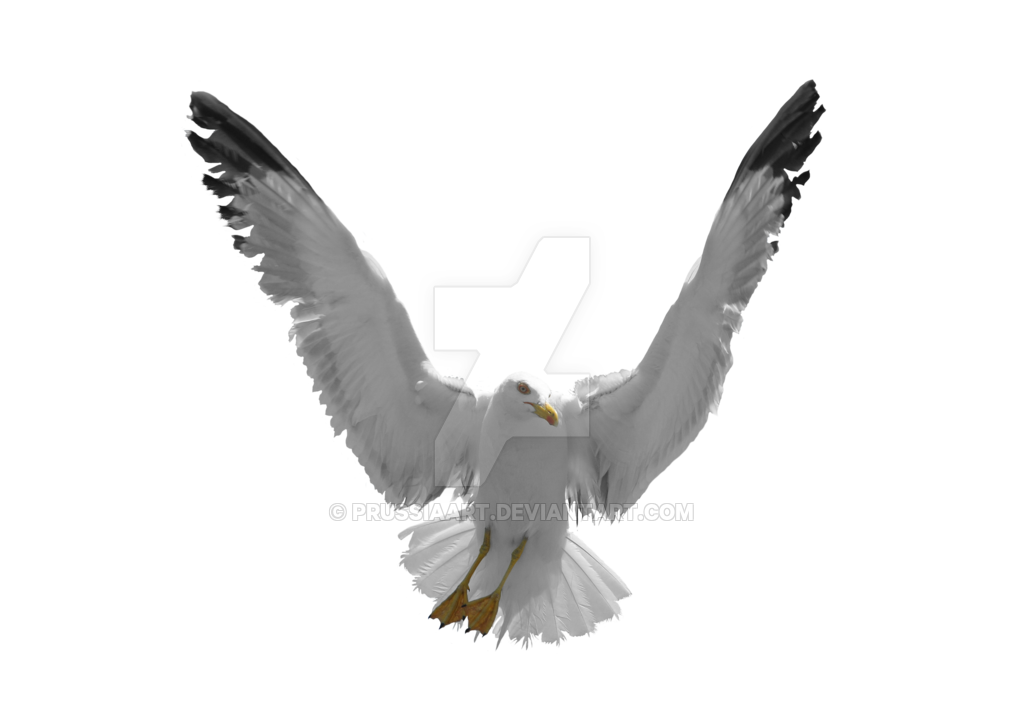 Imagem de gaivota PNG com fundo transparente