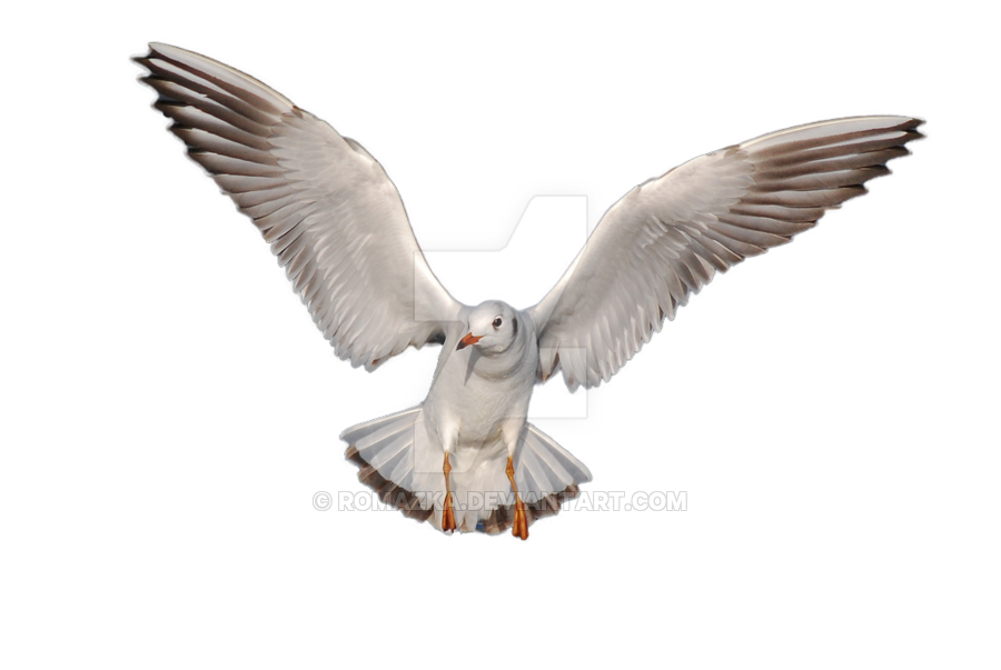 Gull PNG Image