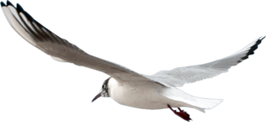 Pic gull PNG