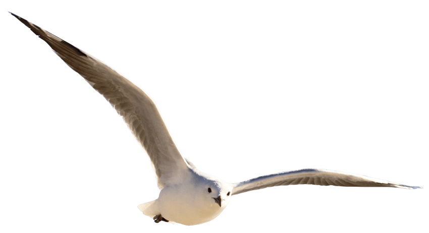 Gravata PNG gull