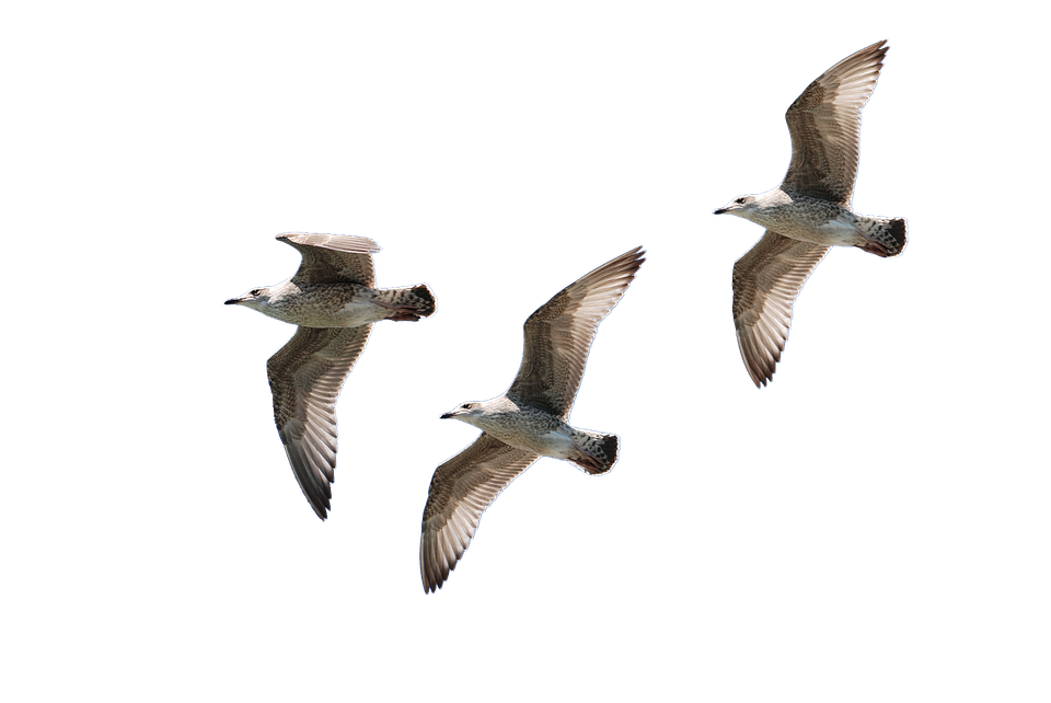 Gull Transparent Background PNG