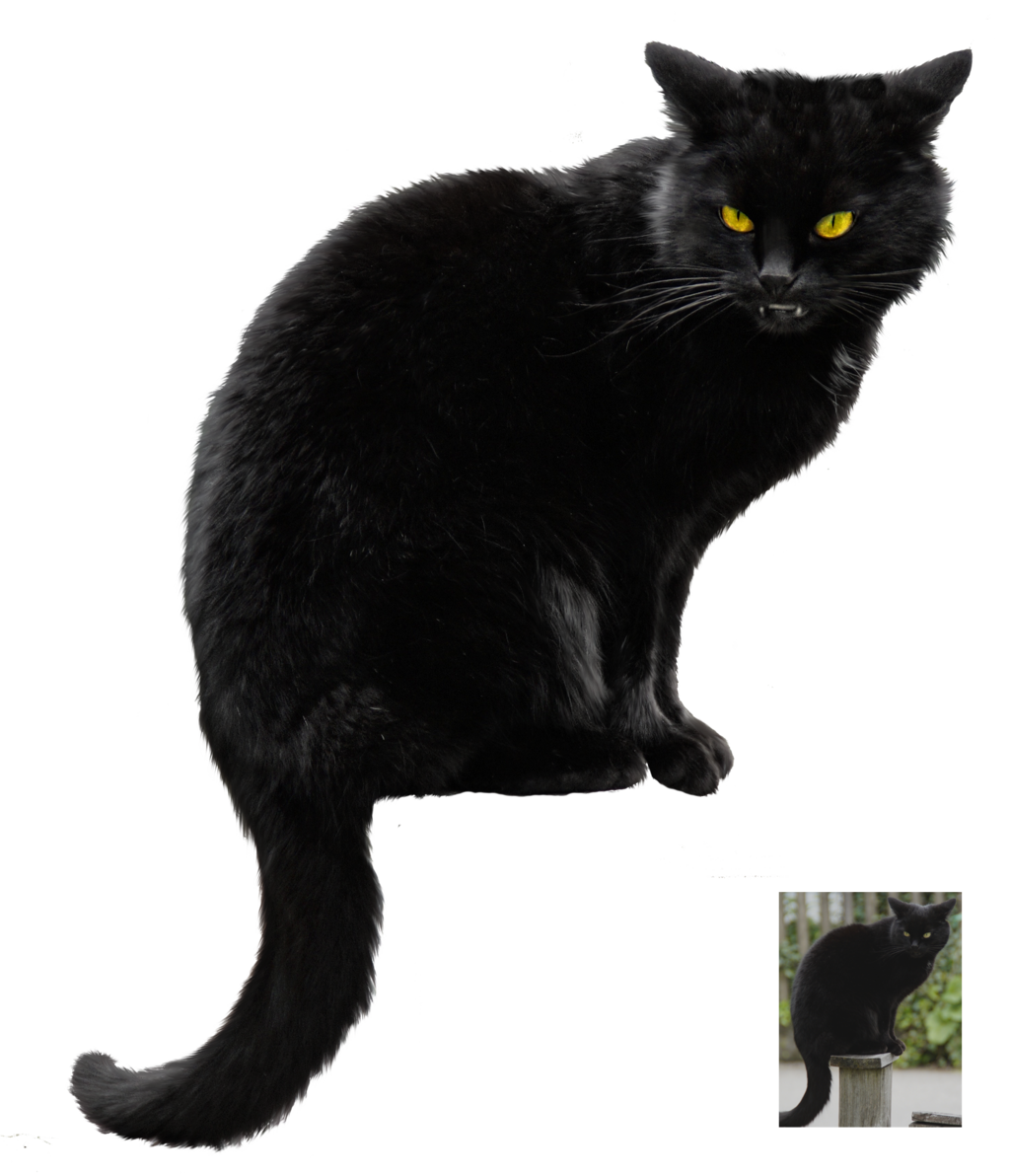 Halloween Black Cat PNG Photo