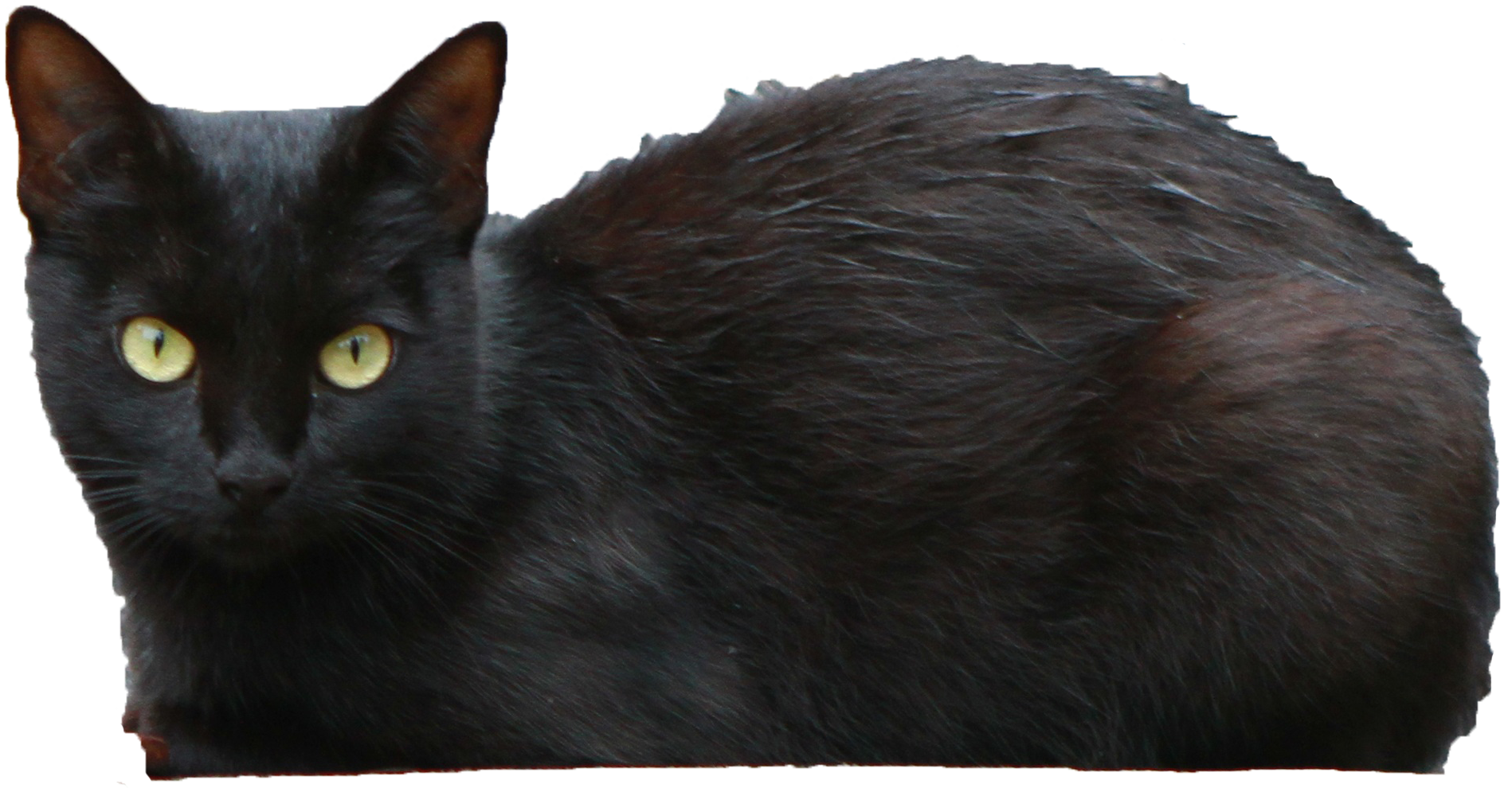 Halloween Gato negro PNG Pic