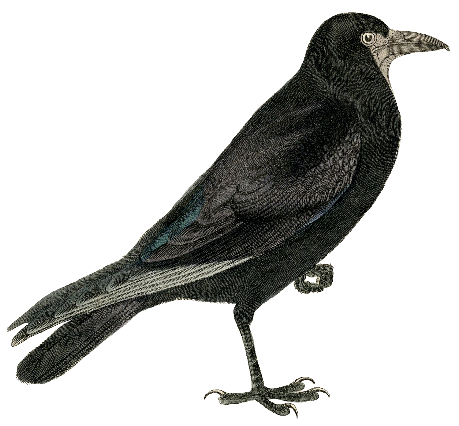Halloween Crow Download PNG Image