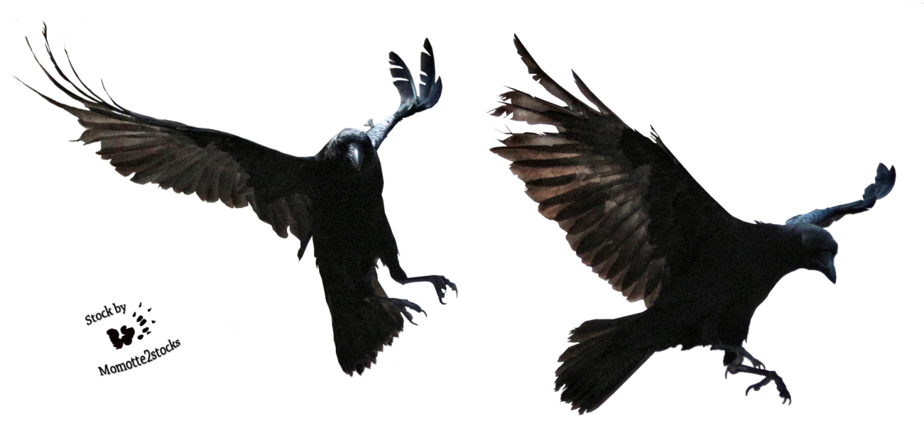 Halloween Crow PNG Image with Transparent Background
