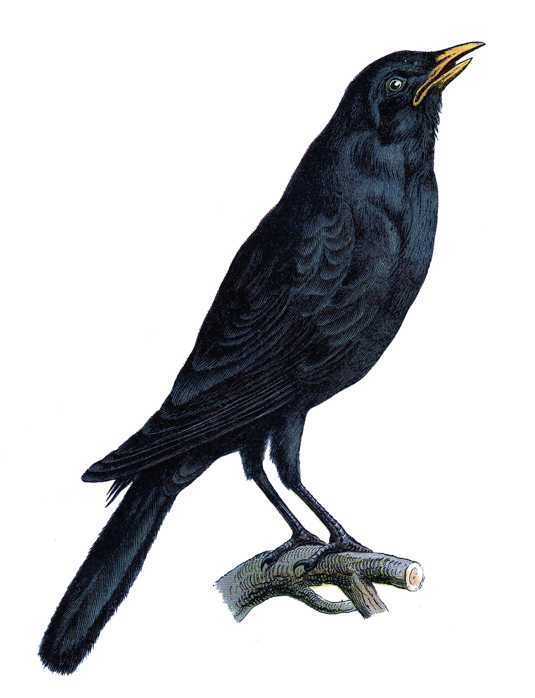 Halloween Crow PNG Photo