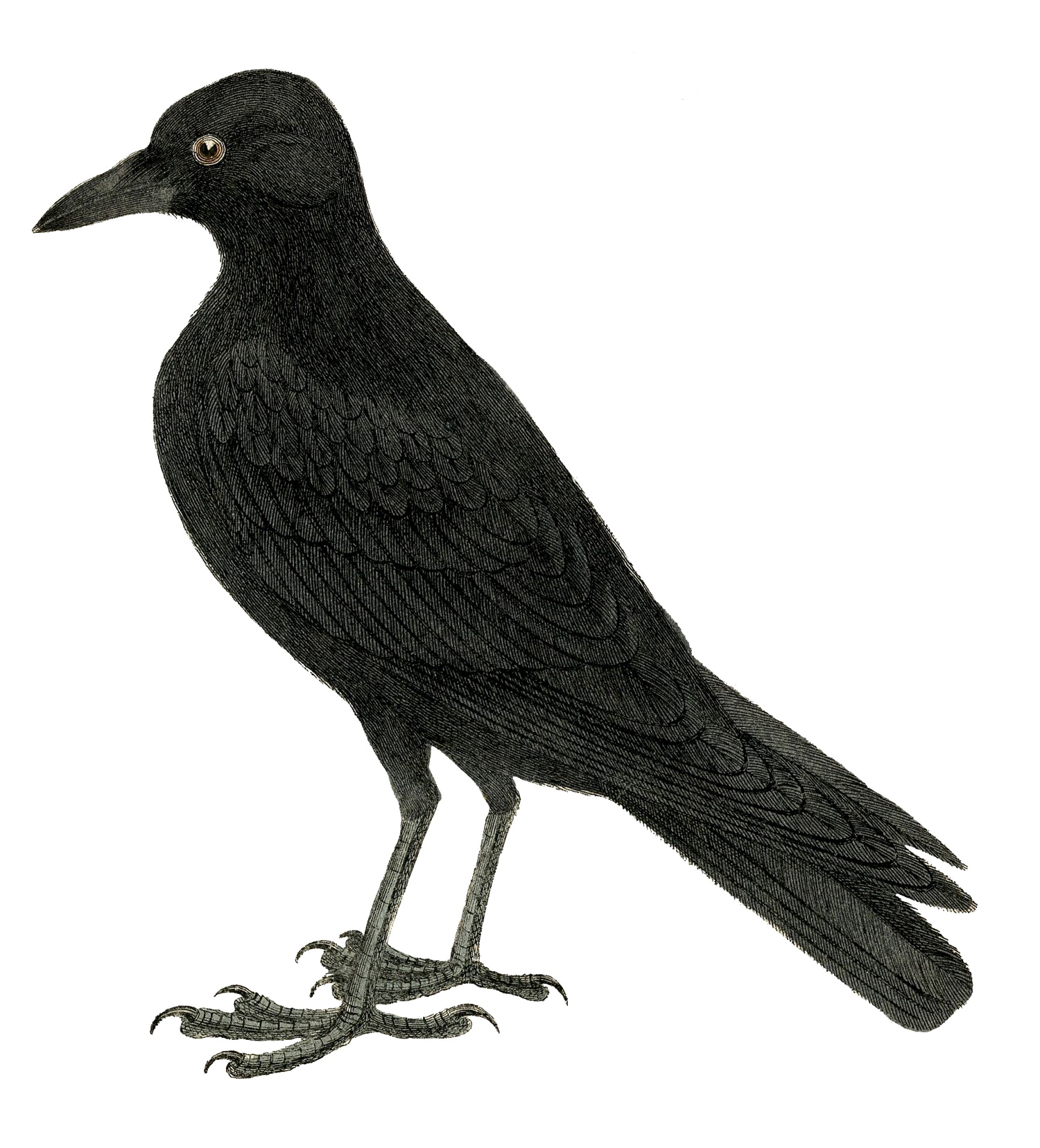 Immagine Trasparente di corvo di Halloween