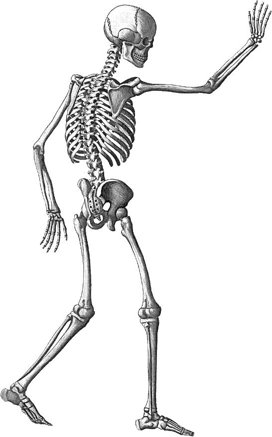 Halloween Skeleton PNG Image With Transparent Background
