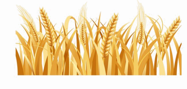 Harvested Wheat PNG Image Background