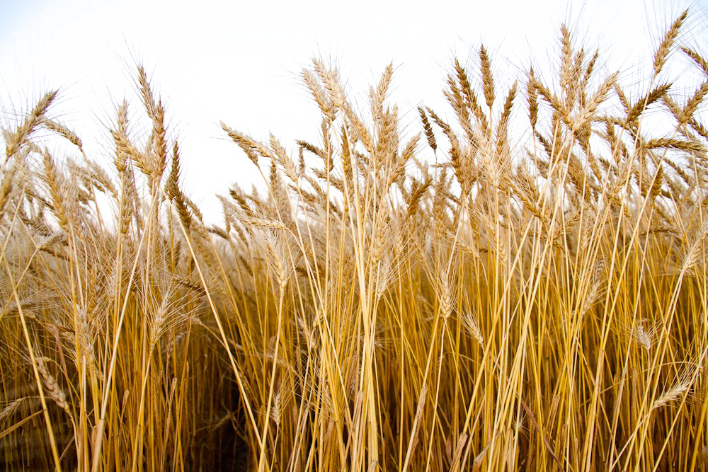 Harvested Wheat PNG Photo
