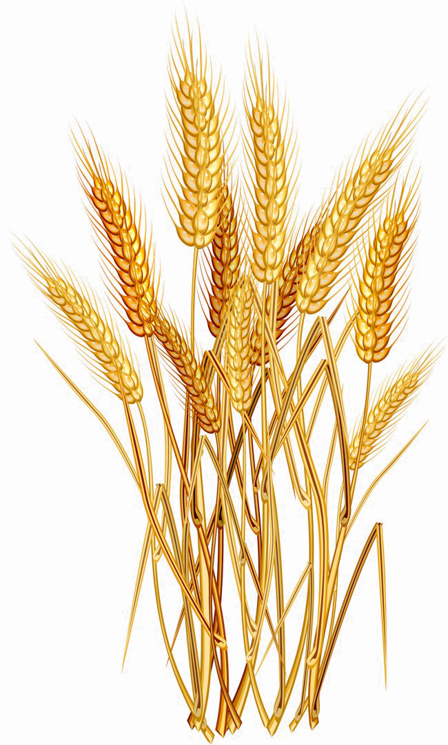 Harvested Wheat PNG Transparent Image