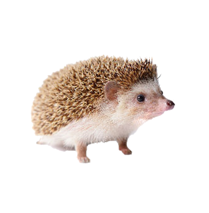 Immagine di PNG gratis Hedgehog