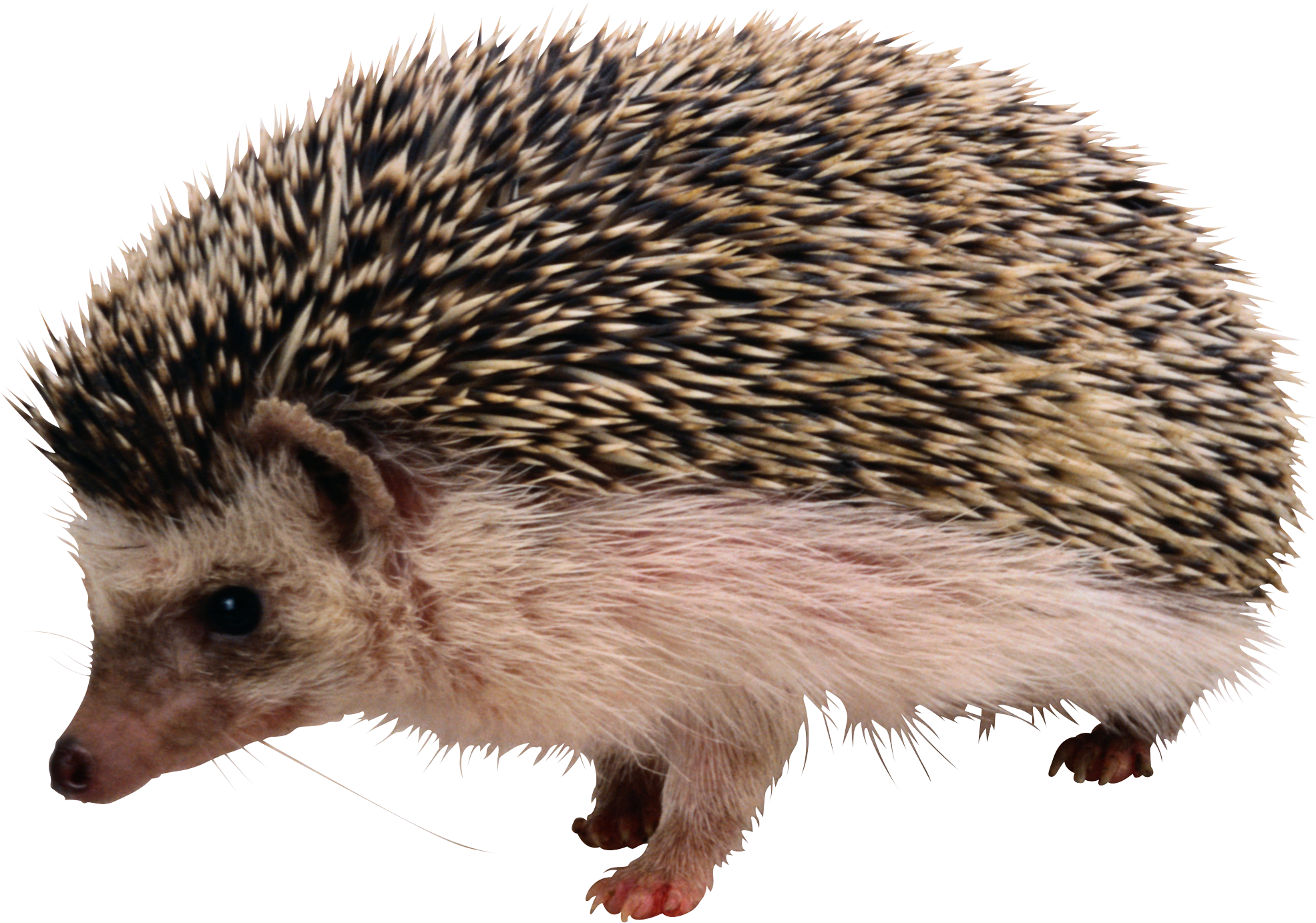 Hedgehog PNG Скачать изображение