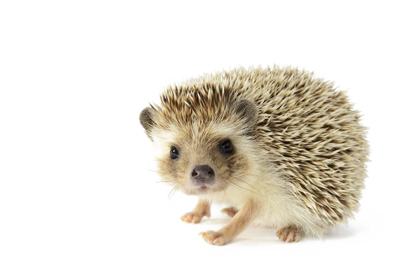 Hedgehog PNG Image Background