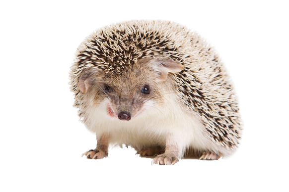 Hedgehog PNG Image
