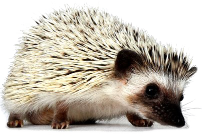 Hedgehog PNG Pic