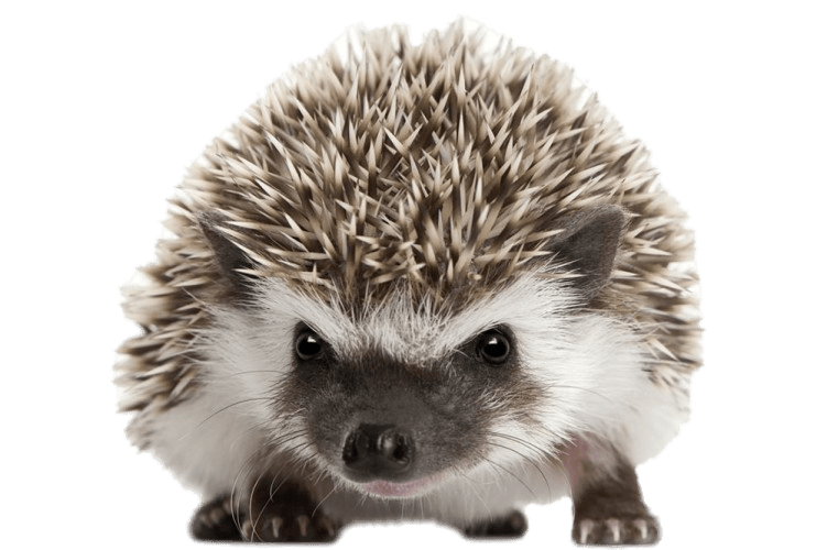Hedgehog PNG Transparent Image