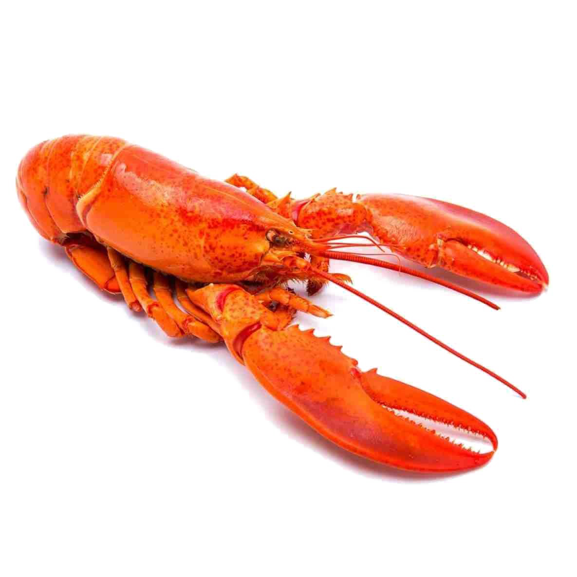 Homarus PNG High-Quality Image