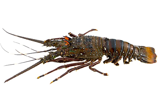Homarus PNG Image Background