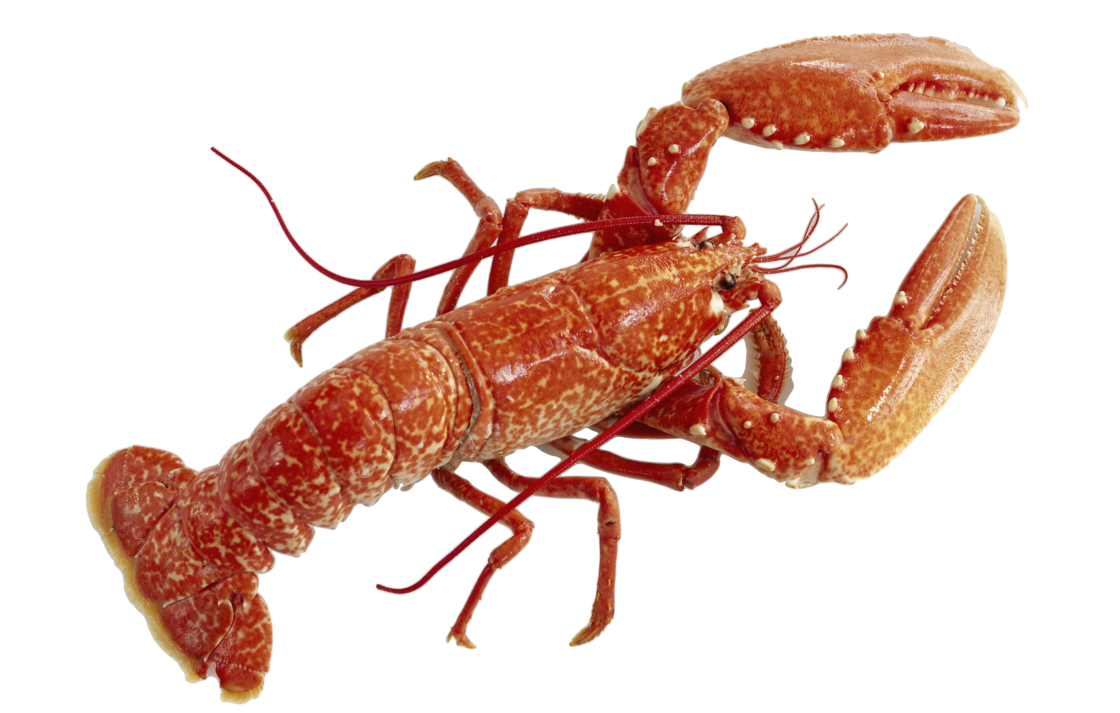 Homarus PNG Picture
