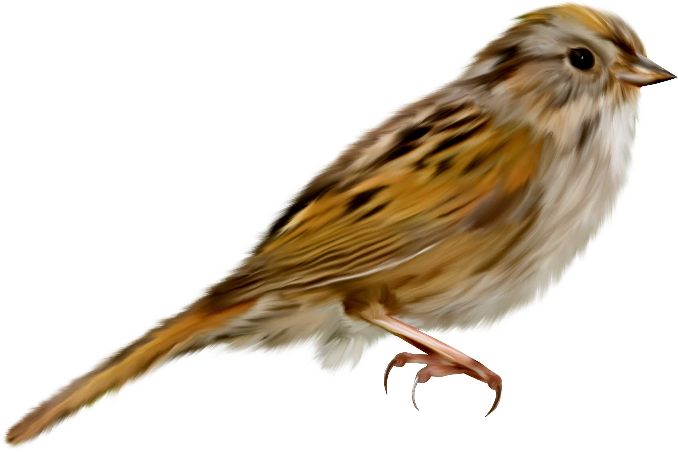 House Sparrow PNG High-Quality Image