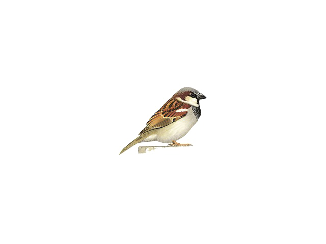 House Sparrow PNG Image Background